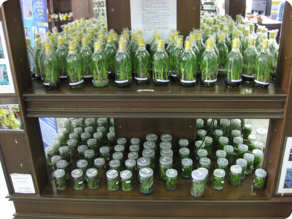 Shelves of plant tissue culture bottles