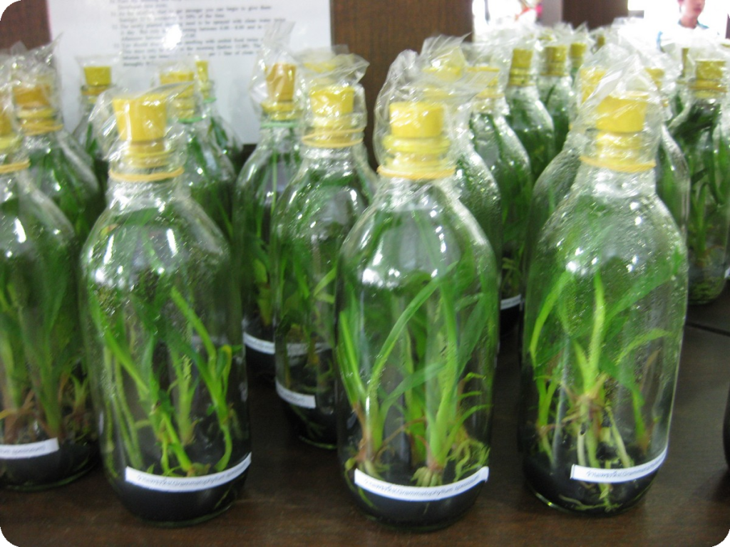 Orchid seedlings growing in sterile culture bottles
