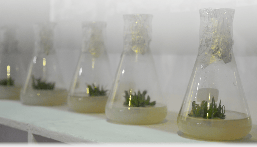 Plantlets growing in culture flasks