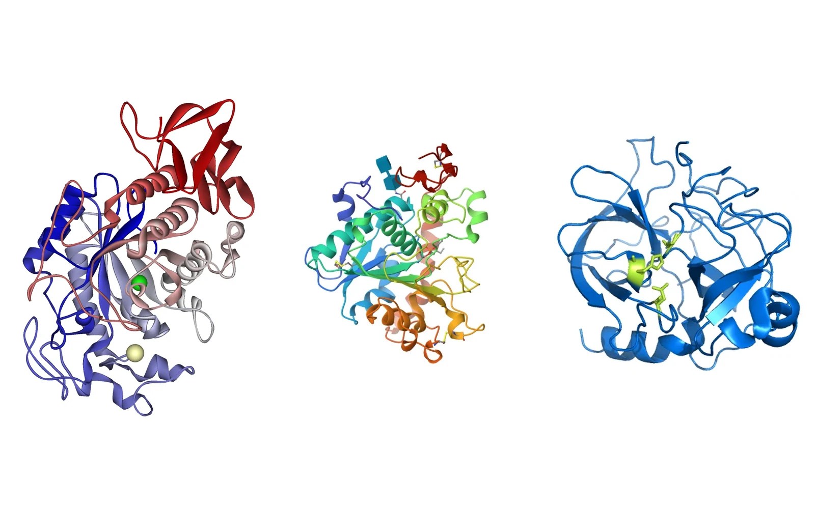 3D ribbon structures of amylase, lipase and protease enzymes